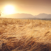 Campo dorato di Fotografia di Gabriele Frasca