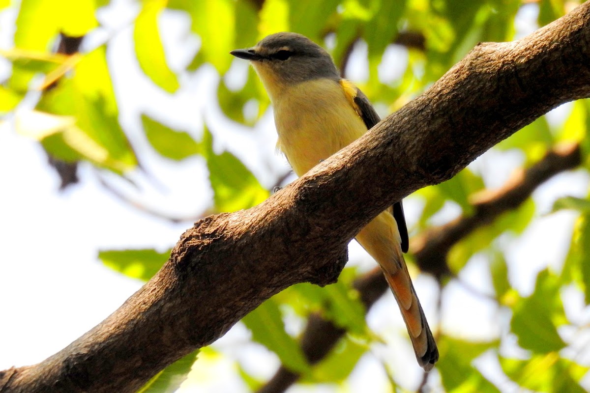 Small minivet- Female