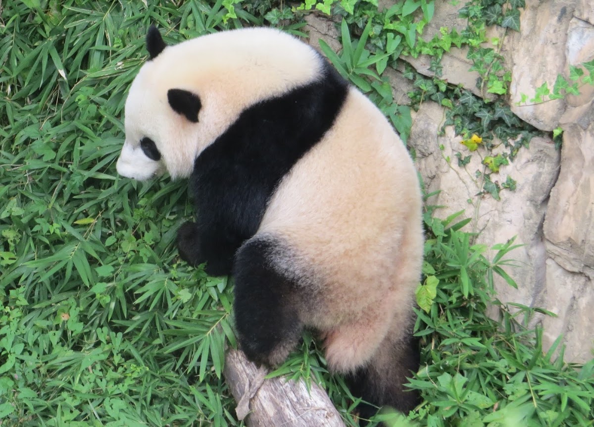 Giant panda