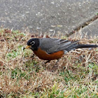 American Robin