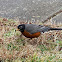 American Robin