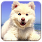 Item logo image for Cute Beach Puppy