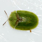 Green Thistle Beetle