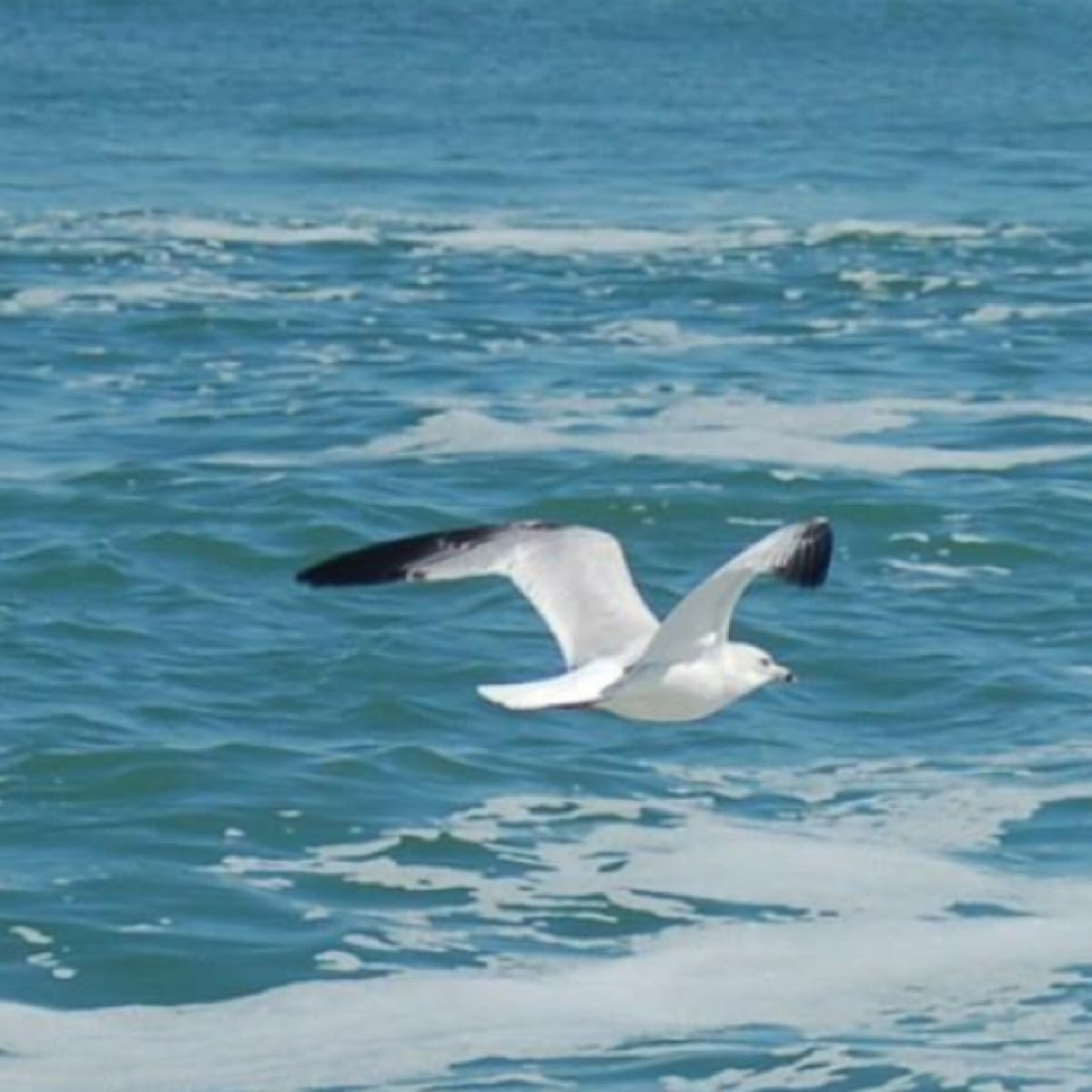 Ring-billed gull