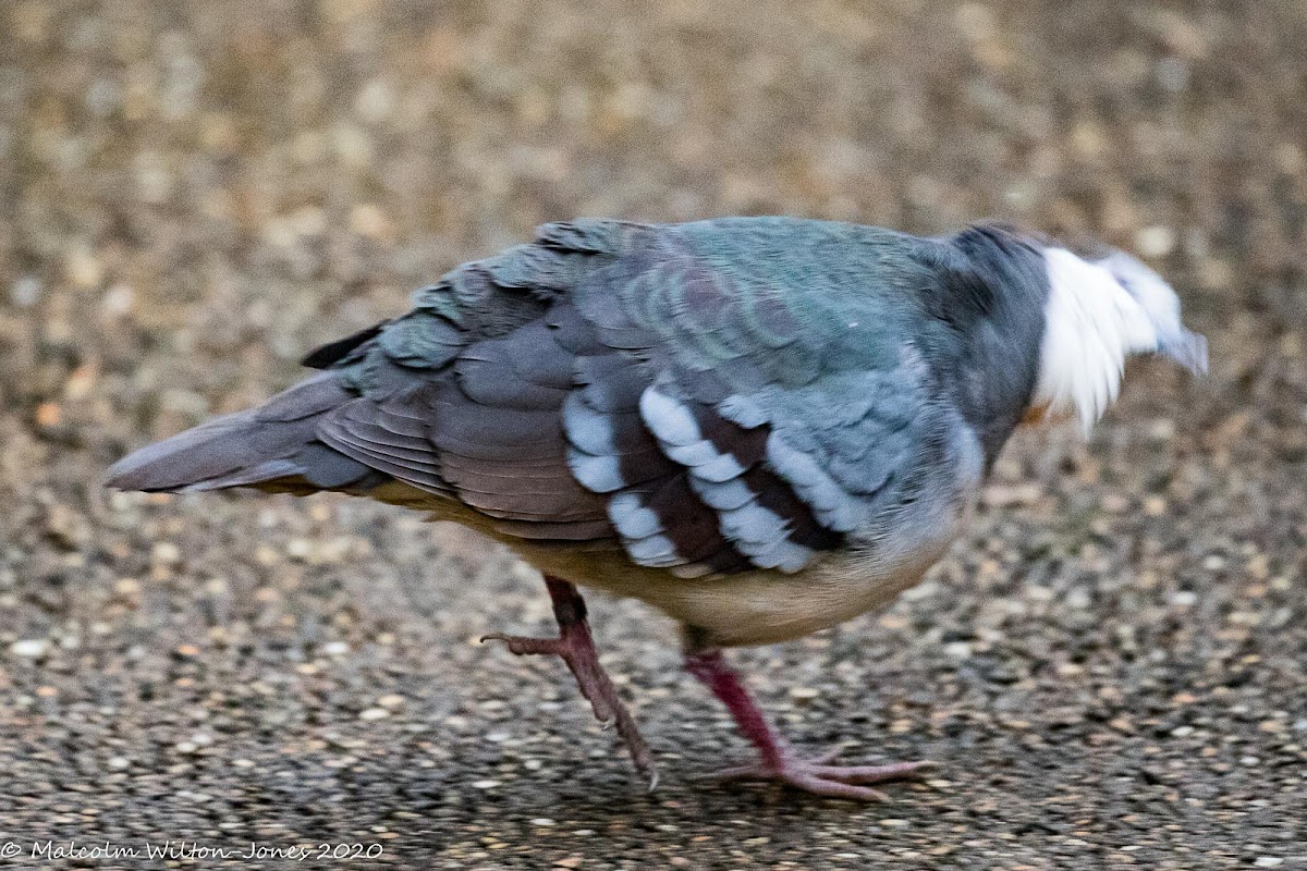 Luzon Bleeding Heart