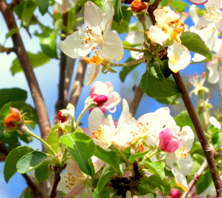 Fiori di melo di provenza