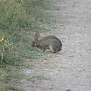 Mexican cottontail