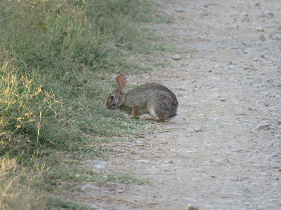 Mexican cottontail