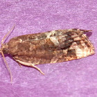 Tortricid Moth