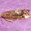 Tortricid Moth