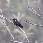 Garnet-throated Hummingbird