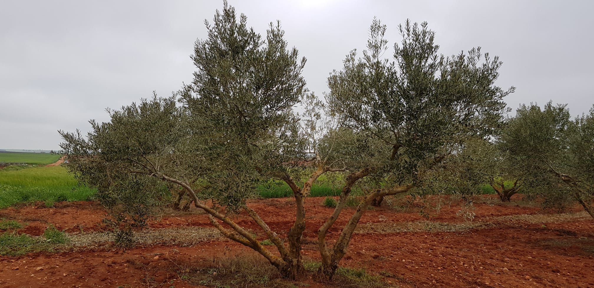 Olive tree with poor pruning due to an excessive number of main branches.