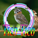 Cover Image of Download Cantos de Tico Tico Brasilio 1.0 APK