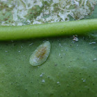 Scale Insect