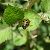 Leopard ladybug