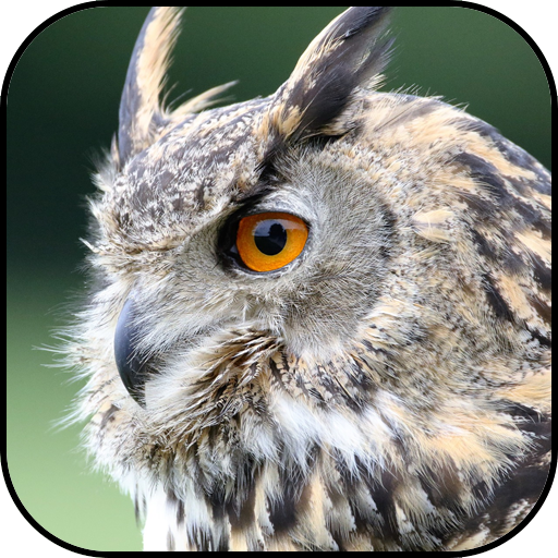 810 Wallpaper Burung Hantu 4k Gratis Terbaik