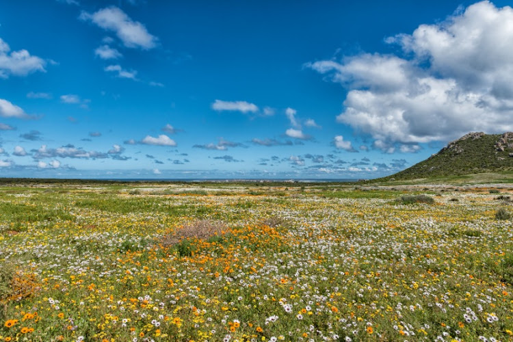 Wild flower season on the west coast. Three Saudis were arrested with more than 1.63-million floral items they had harvested during a trip to the Western Cape. Stock photo.