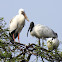 Asian openbill stork