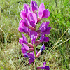 Purple Locoweed