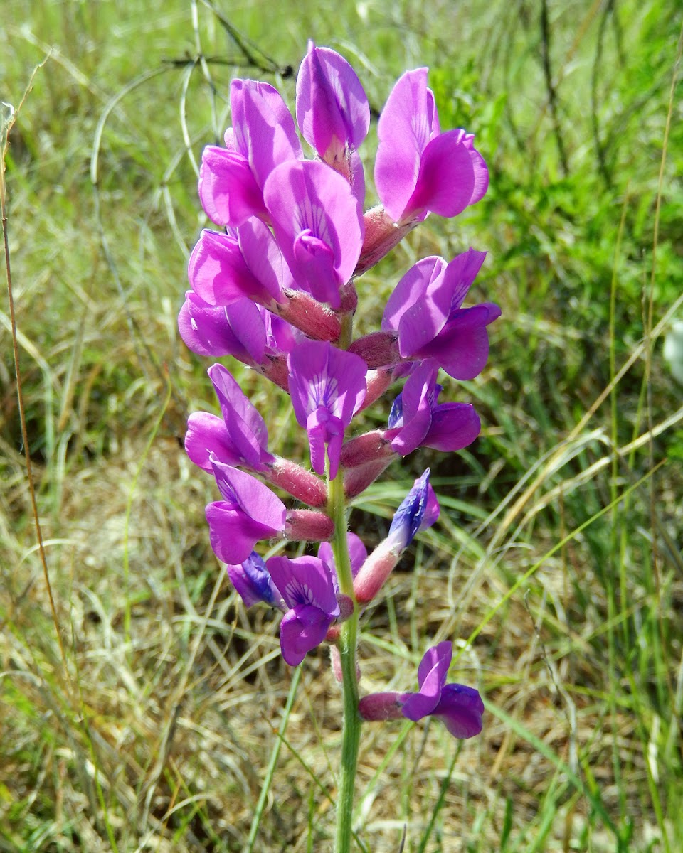 Purple Locoweed