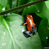 Strawberry Poison Dart Frog