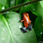 Strawberry Poison Dart Frog