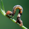 Geometrid moth caterpillar