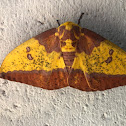 Imperial Moth