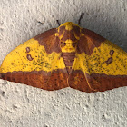 Imperial Moth