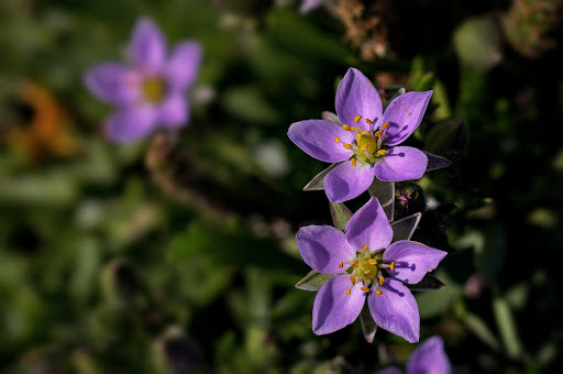 Spergularia rupicola