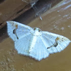 Moth