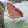 Sapphire Butterfly