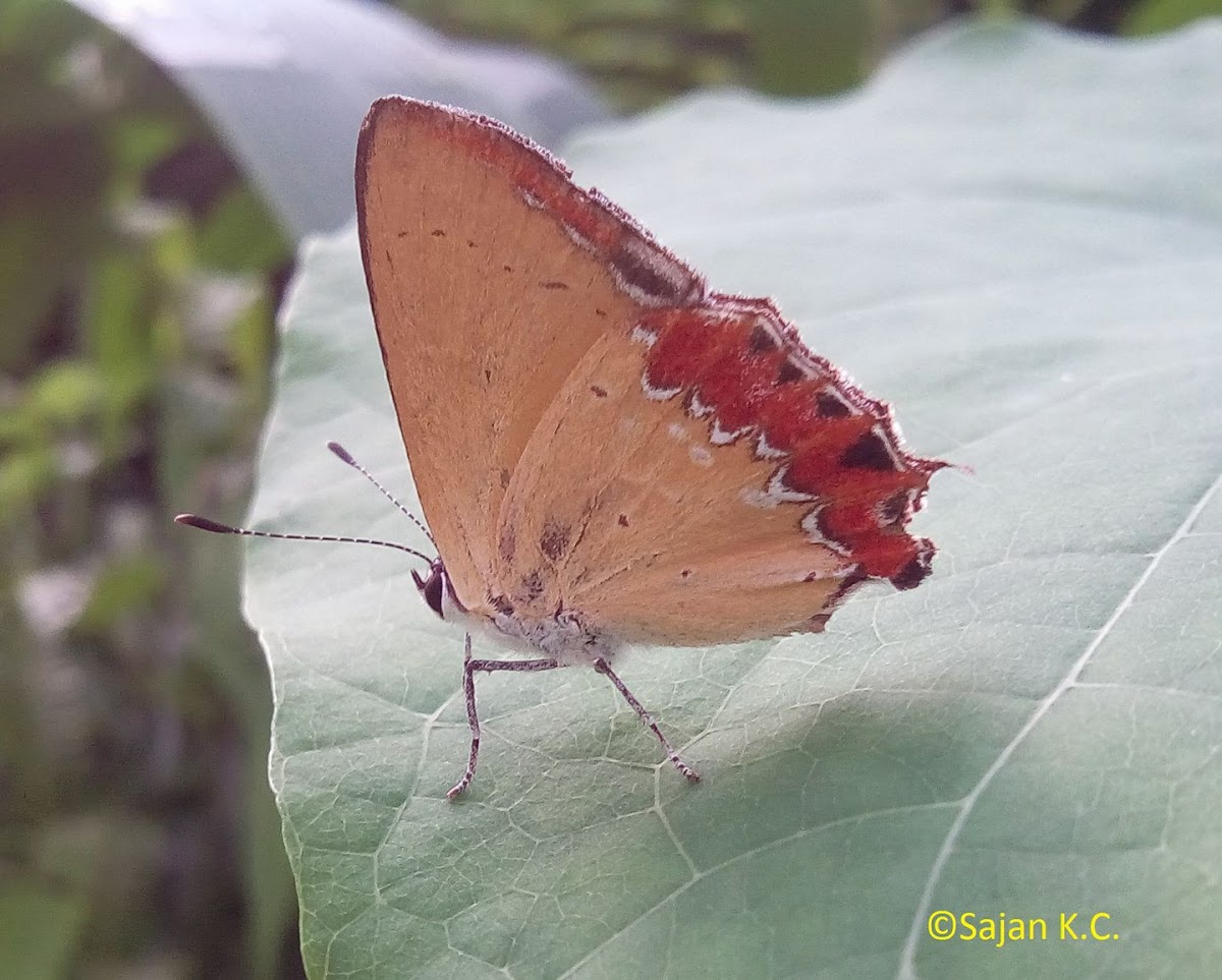 Sapphire Butterfly