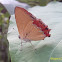 Sapphire Butterfly