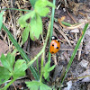 Asian beetle, ladybug