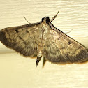 Greater Sweet Potato Webworm Moth