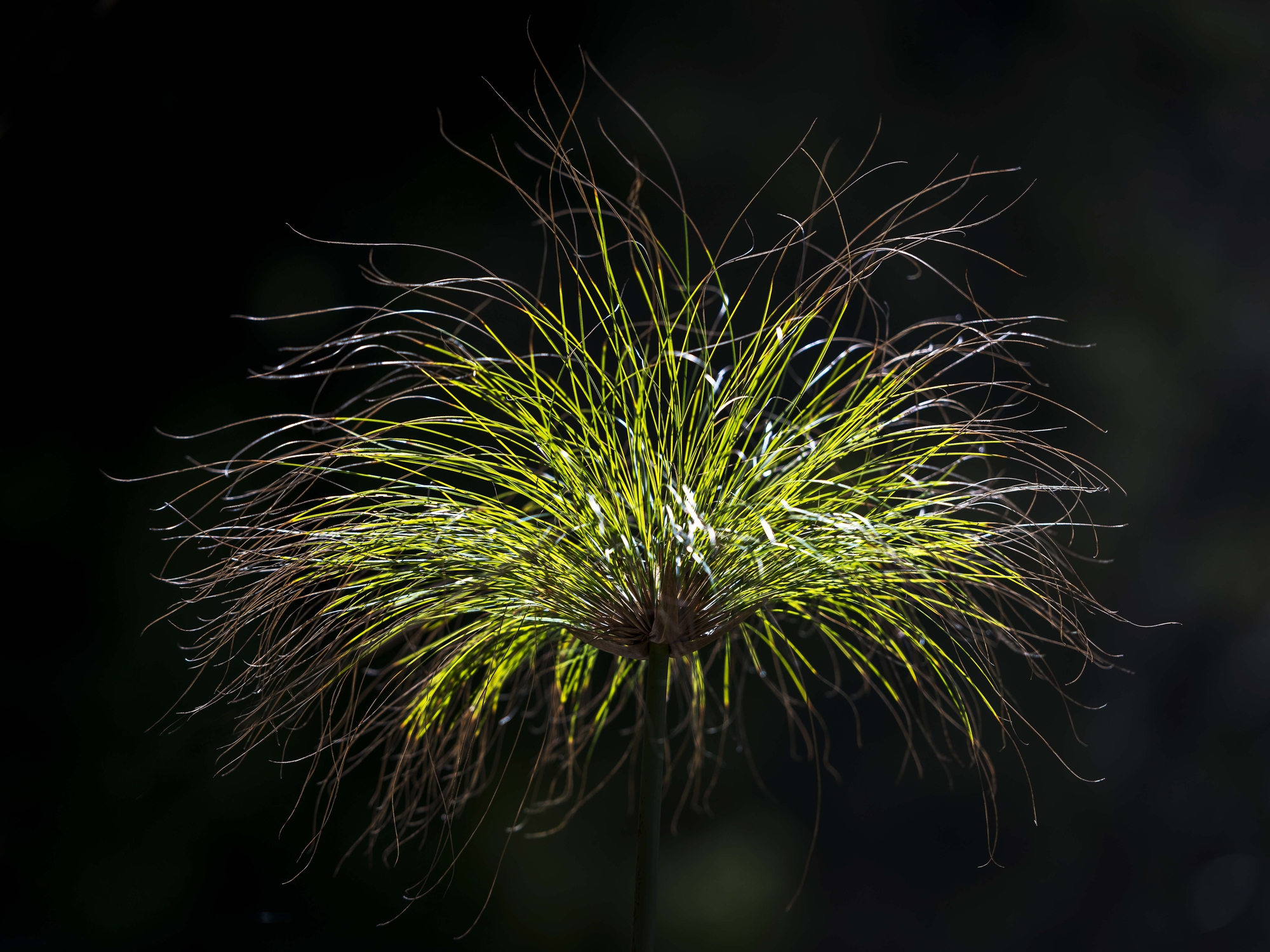 Flower of light di Skarlet