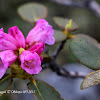 Rhododendron