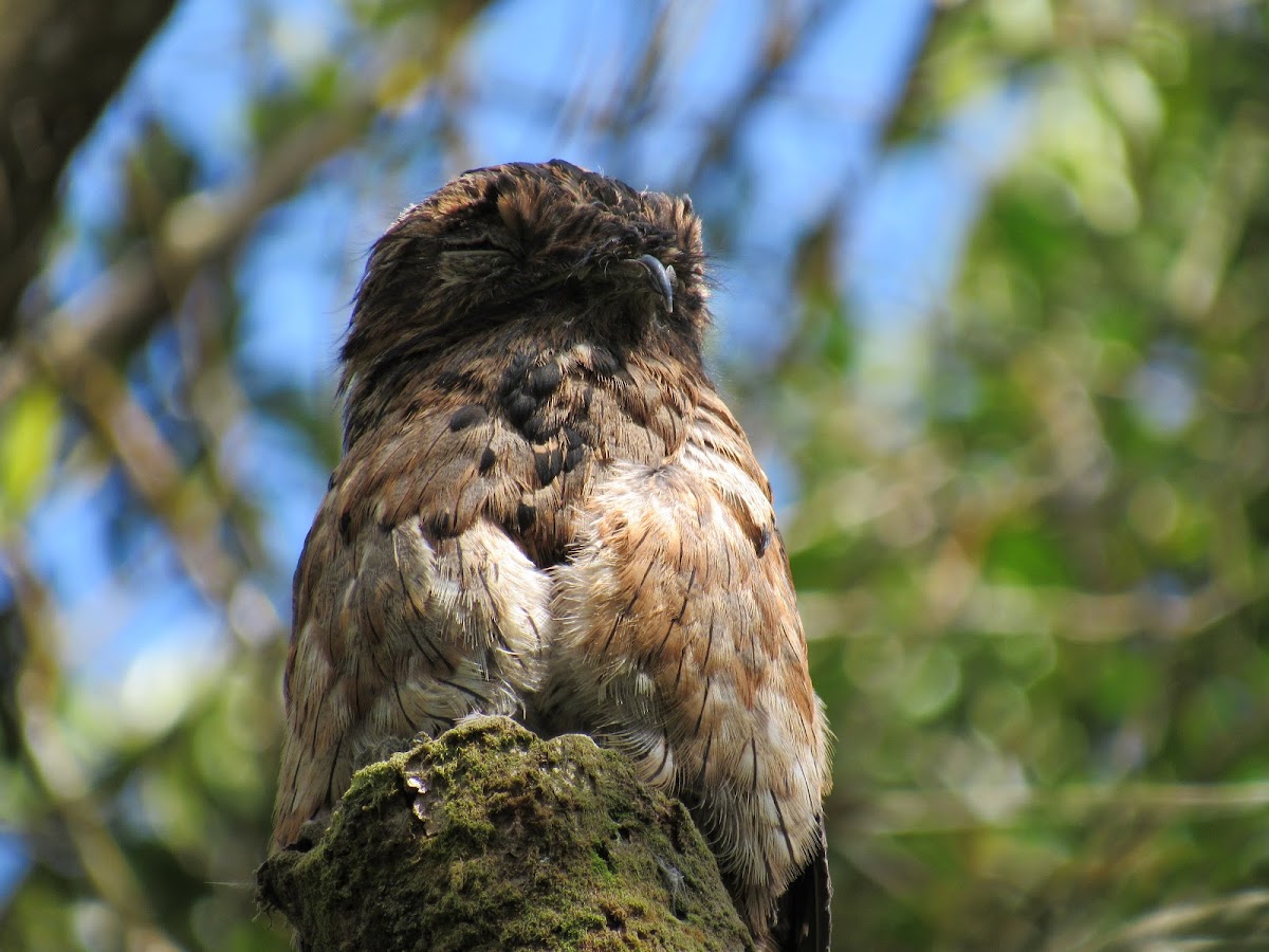 Great Potoo