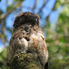 Great Potoo