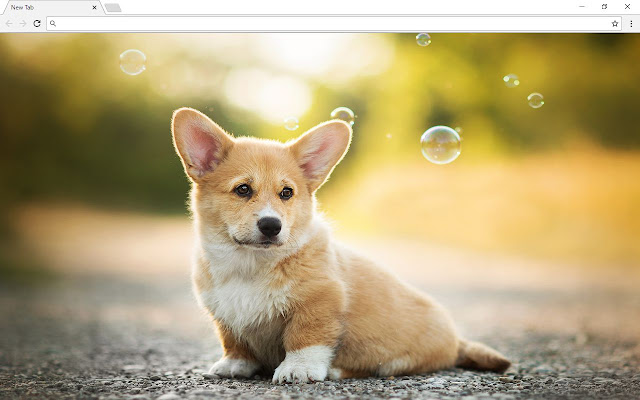 Corgi Dog Backgrounds & Themes