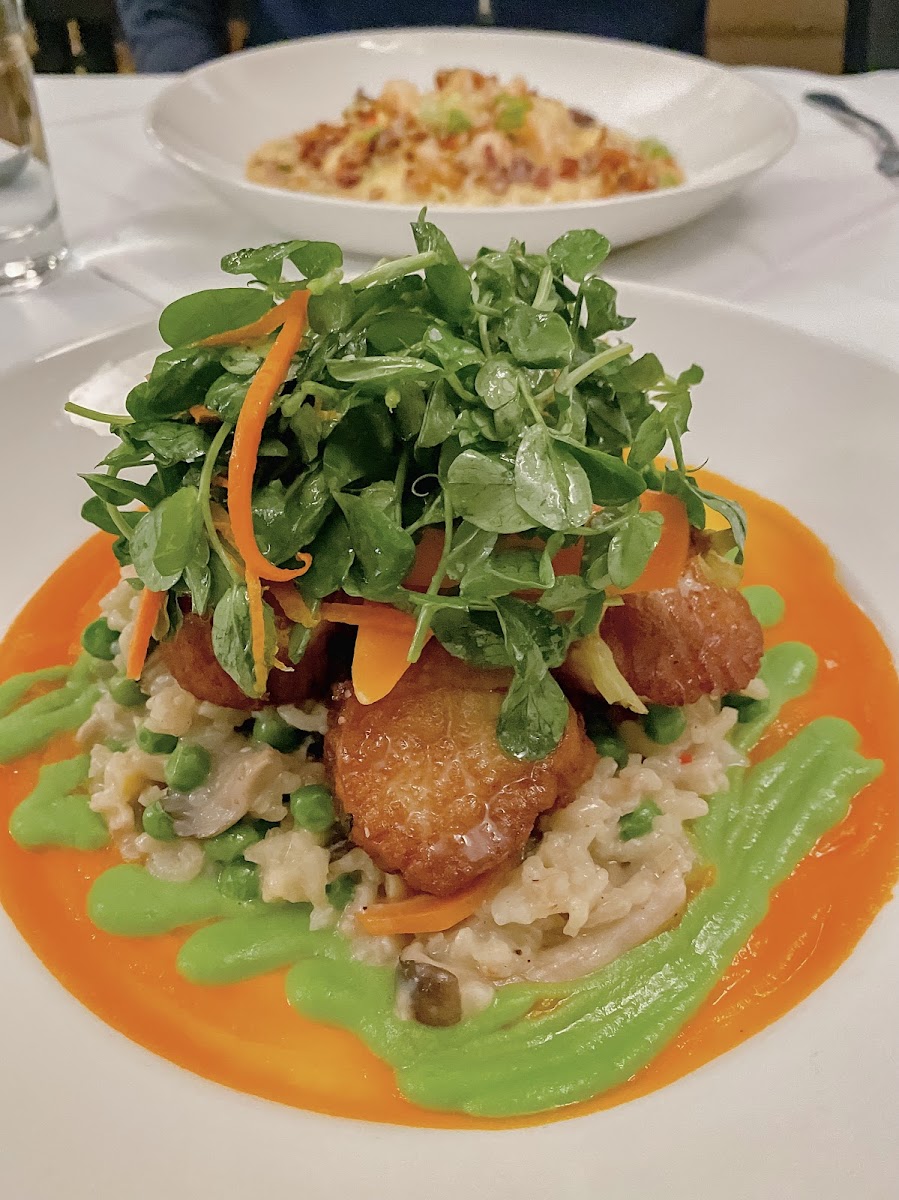 Seared scallops with peas and carrot risotto