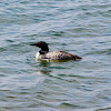 Common Loon