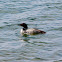 Common Loon