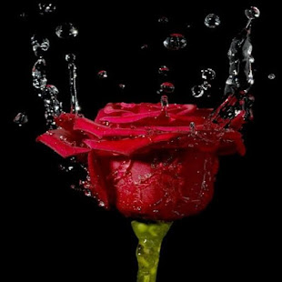 Panorama roses GIF(圖1)-速報App