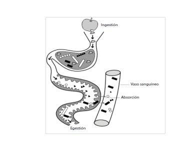 ¿Qué ocurre con los nutrientes inmediatamente después del proceso de digestión?