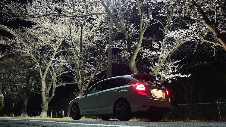 インプレッサ スポーツの桜と愛車・陰と陽に関するカスタム事例の投稿画像2枚目