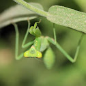 Giant African Mantis Nymph