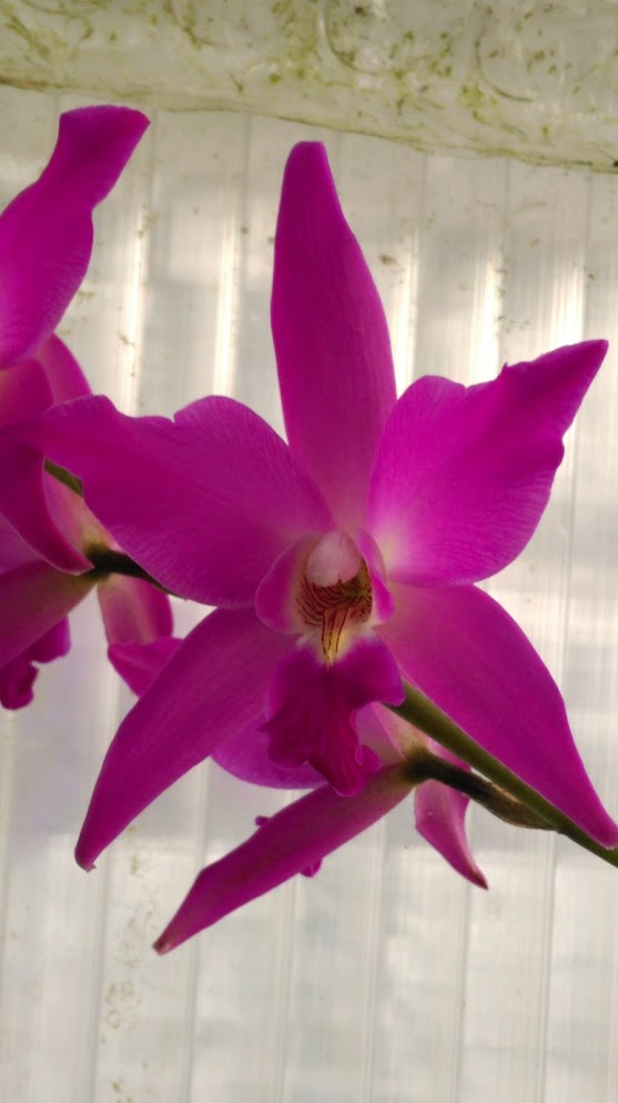 Laelia gouldiana F0syHHBGedpm7OcUVHtLaaM8e1v8WoHaBgprF5rkj0Ya5J0sZJ6720KfM9ggQF3pq-kFxnkVuaVoabjuo3EivEcdIFG_sytIQWCtAQBecFNBCOP-KfSH3H2gfiZpyl3VoMwQfOrskiEAxUESZ_Jmim3ZVT_srIcBeo9Qv1A0gmhlI04FI9imd5cnHI9oHax3vlO9Y5IRqgzU7hG_dypYnCQEh9shtpozbrZ1h99Ws87tUNSvQLM1yvkoeFEcc9WorMkF8phpMfOCEnHw7dXE2znK9PCAP2aMRVeLhSoN2wZ8j4B2qu-R3oPkTyp2wRZlv2nWTPsjs1NH6YvwuJdZD6s0N5a-7JPelFBpozl73ygtendF_SRiP-yRHji3x8NCJqX_9ktXVakoLqqXGNXg2dmyq-cBP9_DTRvgFAinkvHqD6kpnrC6zhDNPEQ1aqg2bZq_a0YDQ47CVkpEG_-7jSDs-_WDFAA7DwZzHzBXYMvmo1Yd8c_5I0VEtVwoxWwwfFcelr7GC2V8YgjnGFqnxvXuNcm08RqZB73faG7fc4VRXCa3RgnLVv8nzaAkqCMNkheT-5KRCvg2ozd8b712RHXl1ZGHKZ5hNbv_0lciOw3F5IZD6JWVBfcei2NX6cdn7JeDGCwO657PXBNnX0AwqDbADRJ8uTnqJRjKSxTvLVQ=w558-h993-no