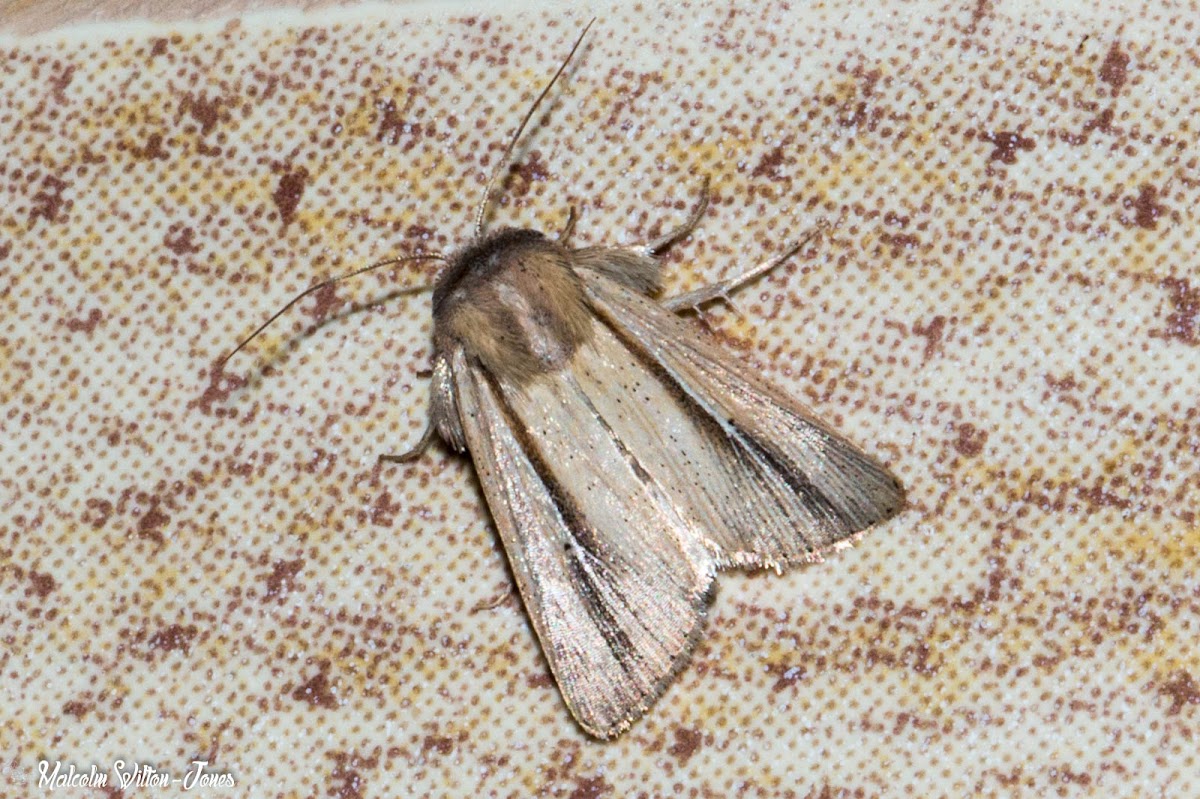 Wainscot?